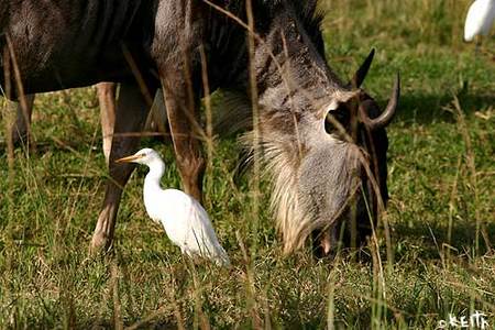 the art of kEith ::: photo ::: on african safari
