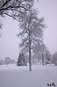 the art of kEith ::: photo ::: ice tree