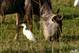 the art of kEith ::: photo ::: on african safari