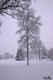 the art of kEith ::: photo ::: ice tree